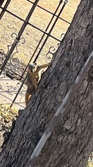 Sciurus niger