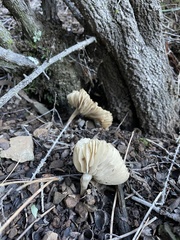 Lactifluus gerardii