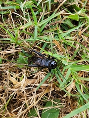 Teleogryllus commodus