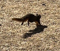 Sciurus niger
