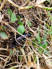 Teleogryllus commodus