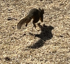 Sciurus niger