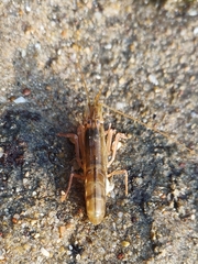 Alpheidae