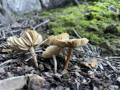 Lactifluus gerardii