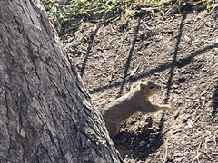 Sciurus niger