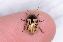 Zygogramma heterothecae