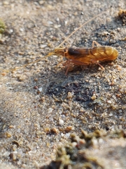 Alpheidae