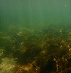 Acanthopagrus butcheri