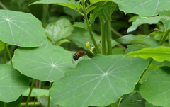 Amegilla cingulata