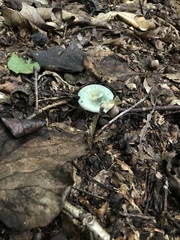 Virescentinae