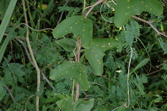 Passiflora bicornis