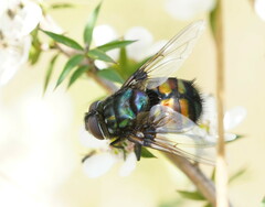 Rutilia