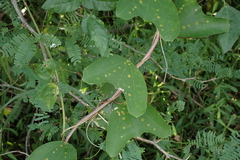 Passiflora bicornis