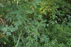 Passiflora bicornis