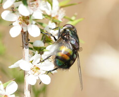 Rutilia