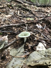 Virescentinae