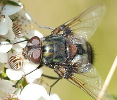 Rutilia