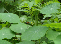 Amegilla cingulata