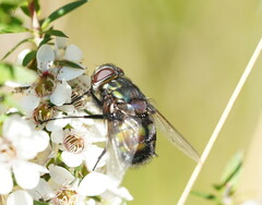 Rutilia