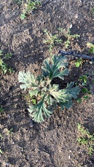 Glandularia gooddingii