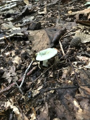 Virescentinae