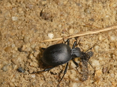 Scaphinotus interruptus