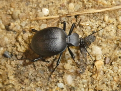 Scaphinotus interruptus