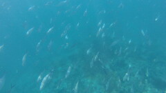 Caranx caballus