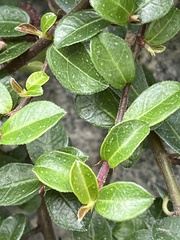 Ficus vaccinioides