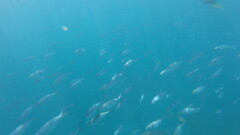 Caranx caballus
