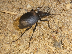 Scaphinotus interruptus