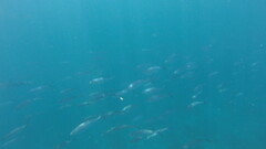Caranx caballus