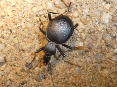 Scaphinotus interruptus