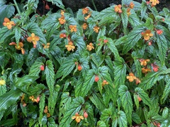 Begonia sutherlandii image