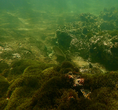 Acanthopagrus butcheri