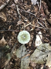 Virescentinae