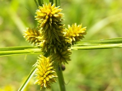 Cyperus aggregatus
