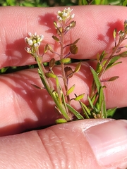 Lepidium nitidum