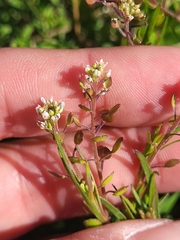 Lepidium nitidum