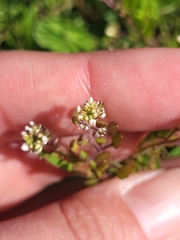 Lepidium nitidum