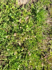 Lepidium nitidum