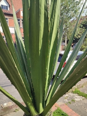 Furcraea andina
