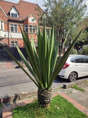 Furcraea andina