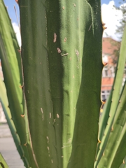 Furcraea andina