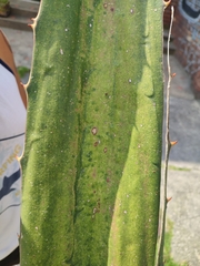 Furcraea andina