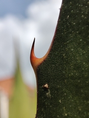 Furcraea andina