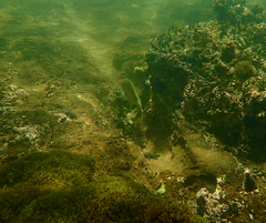 Acanthopagrus butcheri