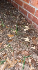 Zephyranthes drummondii