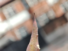 Furcraea andina