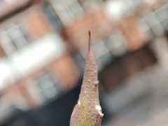 Furcraea andina